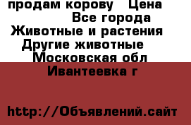 продам корову › Цена ­ 70 000 - Все города Животные и растения » Другие животные   . Московская обл.,Ивантеевка г.